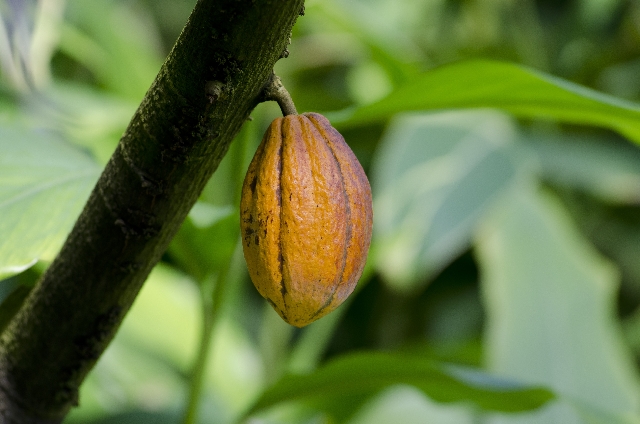 01magieduchocolat